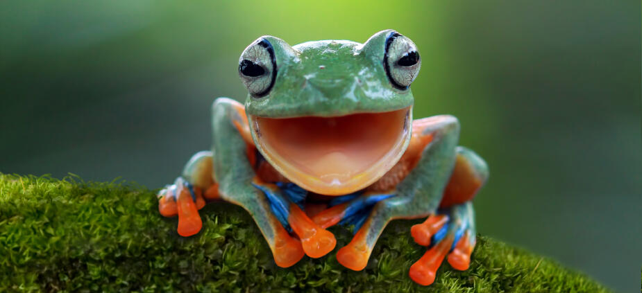 Eat that Frog: die Zeitmanagement-Methode