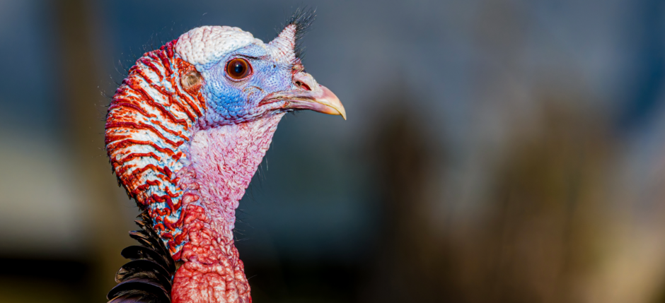 Was haben Truthennen und Menschen gemeinsam? Der Klick-Surr-Effekt – wie wir besser zuhören können