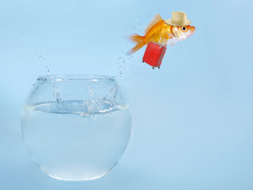 Scrum-Master-Tausch: Agiles Experiment mit Überraschungseffekt