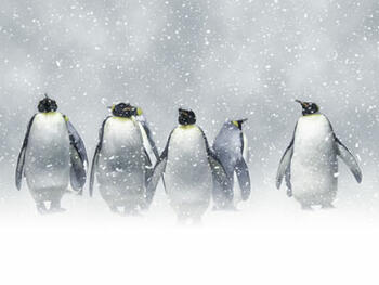 Lernen aus Antarktis-Expeditionen –  5 Prinzipien für Teamerfolg