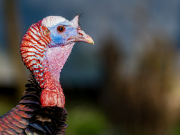 Was haben Truthennen und Menschen gemeinsam? Der Klick-Surr-Effekt – wie wir besser zuhören können